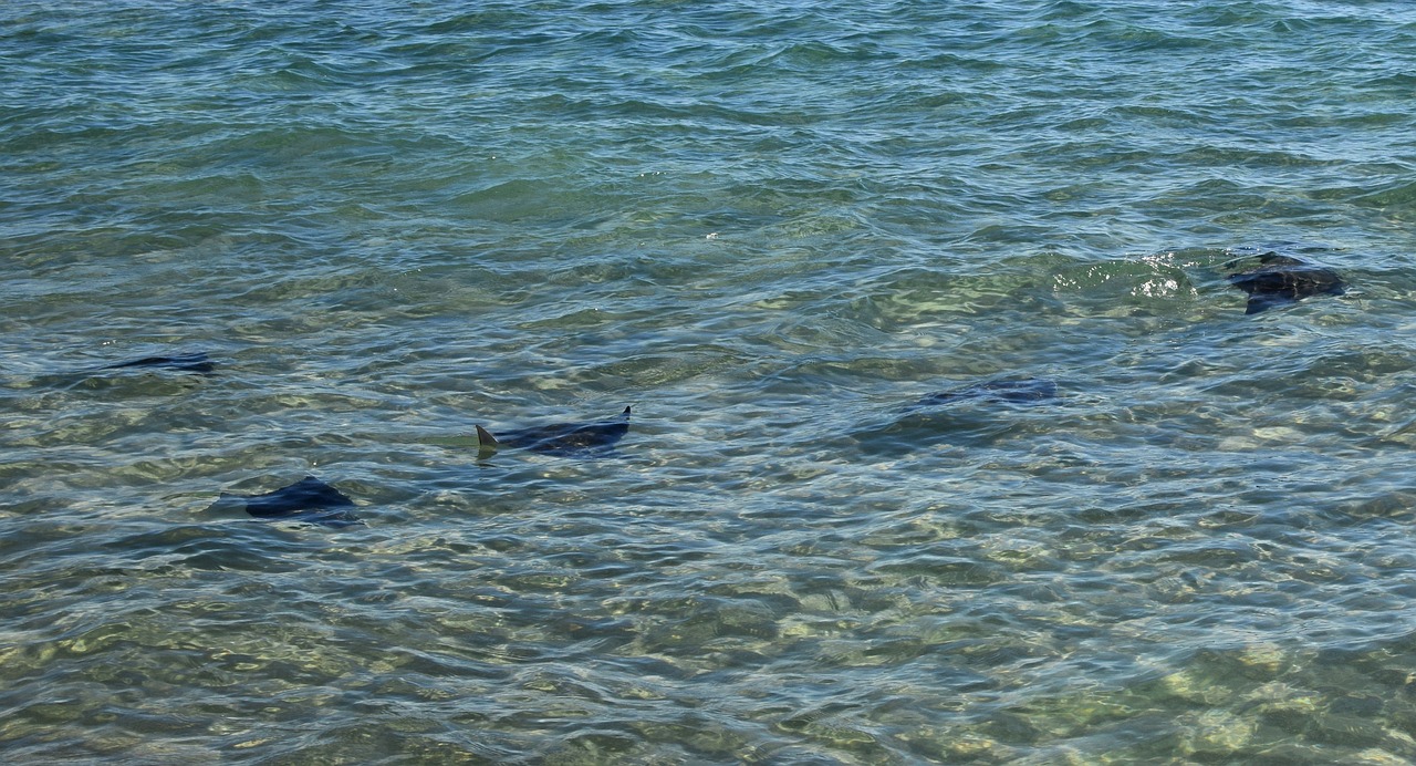 Animal Migrations: Spectacular Journeys and Conservation Challenges